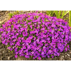 Frühlingsstauden Topf Durchmesser 11 cm*Plantiflor Online