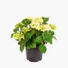 Plantiflor Gartenhortensie Topf Durchmesser 23 cm