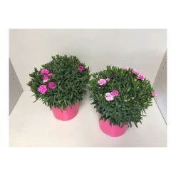 Gartennelke verschiedene Farben T17^Plantiflor Best