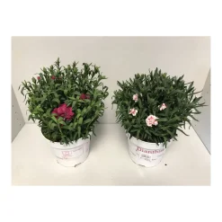 Gartennelke verschiedene Farben T17^Plantiflor Best