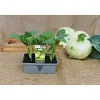 Gemüsejungpflanze Kohlrabi blau 6er-Pack^Plantiflor Outlet