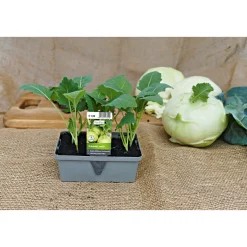 Gemüsejungpflanze Kohlrabi blau 6er-Pack^Plantiflor Outlet