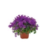 Glockenblume blau Topf 11 cm^Plantiflor Outlet