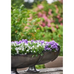 Glockenblume blau Topf 11 cm^Plantiflor Outlet