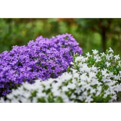 Glockenblume blau Topf 11 cm^Plantiflor Outlet