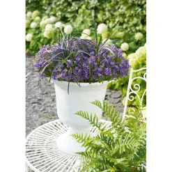 Glockenblume blau Topf 11 cm^Plantiflor Outlet