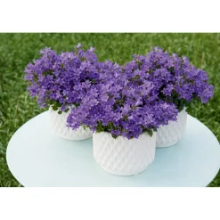 Glockenblume blau Topf 11 cm^Plantiflor Outlet