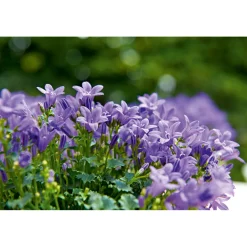 Glockenblume blau Topf 11 cm^Plantiflor Outlet