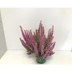 Plantiflor Glockenheide Beauty Queen T12