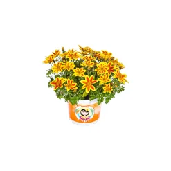 Plantiflor Goldmarie Taka Tuka Topf Durchmesser 12 cm