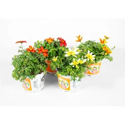 Plantiflor Goldmarie Taka Tuka Topf Durchmesser 12 cm