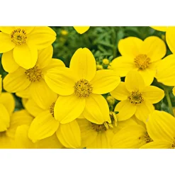 Goldmarie Topf Durchmesser 13 cm^Plantiflor Discount