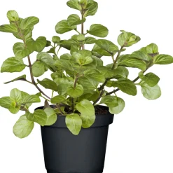 Gourmetkräuter Orangenminze Topf Durchmesser 12 cm*Plantiflor Clearance