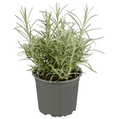 Gourmetkräuter Currykraut Topf 12 cm^Plantiflor