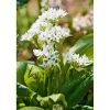 Gourmetkräuter Bärlauch Topf Durchmesser 12 cm*Plantiflor Best