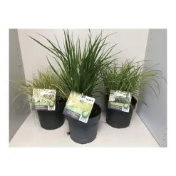 Plantiflor Gräser Sortiment T19