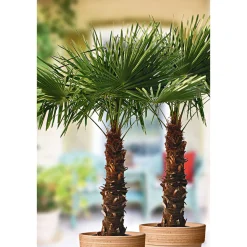 Hanfpalme Trachycarpus fortunei im Topf Durchmesser 30 cm*Plantiflor Discount