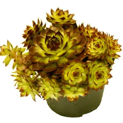 Hauswurz Topf-Ø 10,5 cm*Plantiflor Online