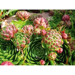 Hauswurz Topf-Ø 10,5 cm*Plantiflor Online