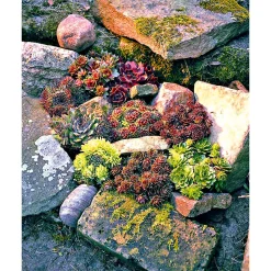 Plantiflor Hauswurz Topf-Ø 9 cm 6er-Pack