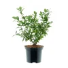 Plantiflor Heidelbeere Goldtraube Topf- Durchmesser 19 cm