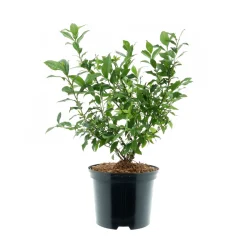 Plantiflor Heidelbeere Goldtraube Topf- Durchmesser 19 cm
