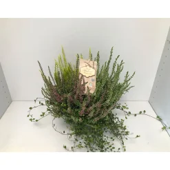 Heide-Mix T14*Plantiflor Discount