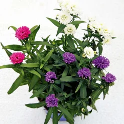 Plantiflor Herbstaster Trio Topf Durchmesser 13 cm