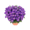 Herbst-Aster Topf Durchmesser 11 cm^Plantiflor Outlet