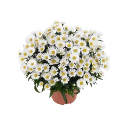 Herbst-Aster Topf Durchmesser 11 cm^Plantiflor Outlet