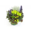 Plantiflor Herbstpflanzen-Trio TrioLino Topf Durchmesser 13 cm