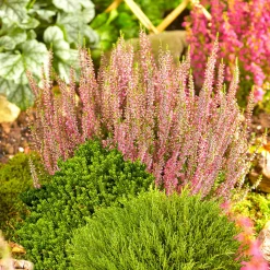 Plantiflor Herbsttray 6er-Pack Topf Durchmesser 9 cm