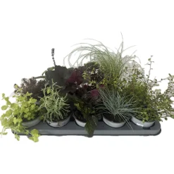 Herbstzauber verschiedene Sorten Topf Durchmesser 11 cm^Plantiflor Discount