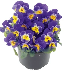 Hornveilchen Topf Durchmesser 9 cm^Plantiflor Best