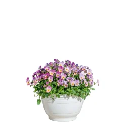 Plantiflor Hornveilchen Ampel Durchmesser 25 cm