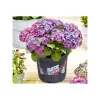Plantiflor Hortensie Music Collection Topf Durchmesser 23 cm