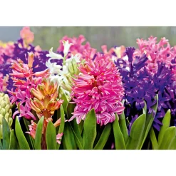 Hyazinthe Topf Durchmesser 12 cm^Plantiflor Discount