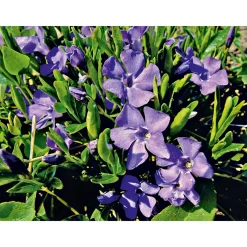 Immergrün Topf Dm 9,5 cm*Plantiflor Online