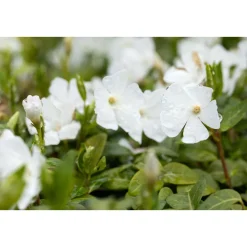 Immergrün Topf Dm 9,5 cm*Plantiflor Online