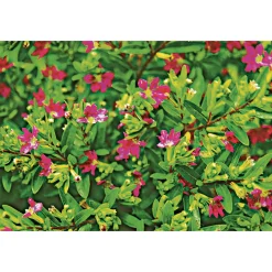 Plantiflor Japanische Scheinmyrthe Flori Glory Topf 11 cm