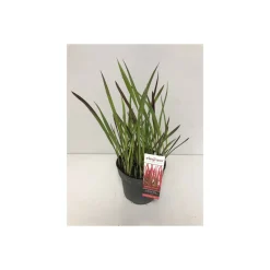 Japanisches Blutgras Red Baron P14*Plantiflor Discount