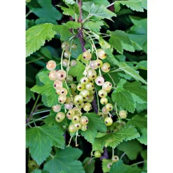 Johannisbeere weiß Topf Durchmesser 17 cm^Plantiflor