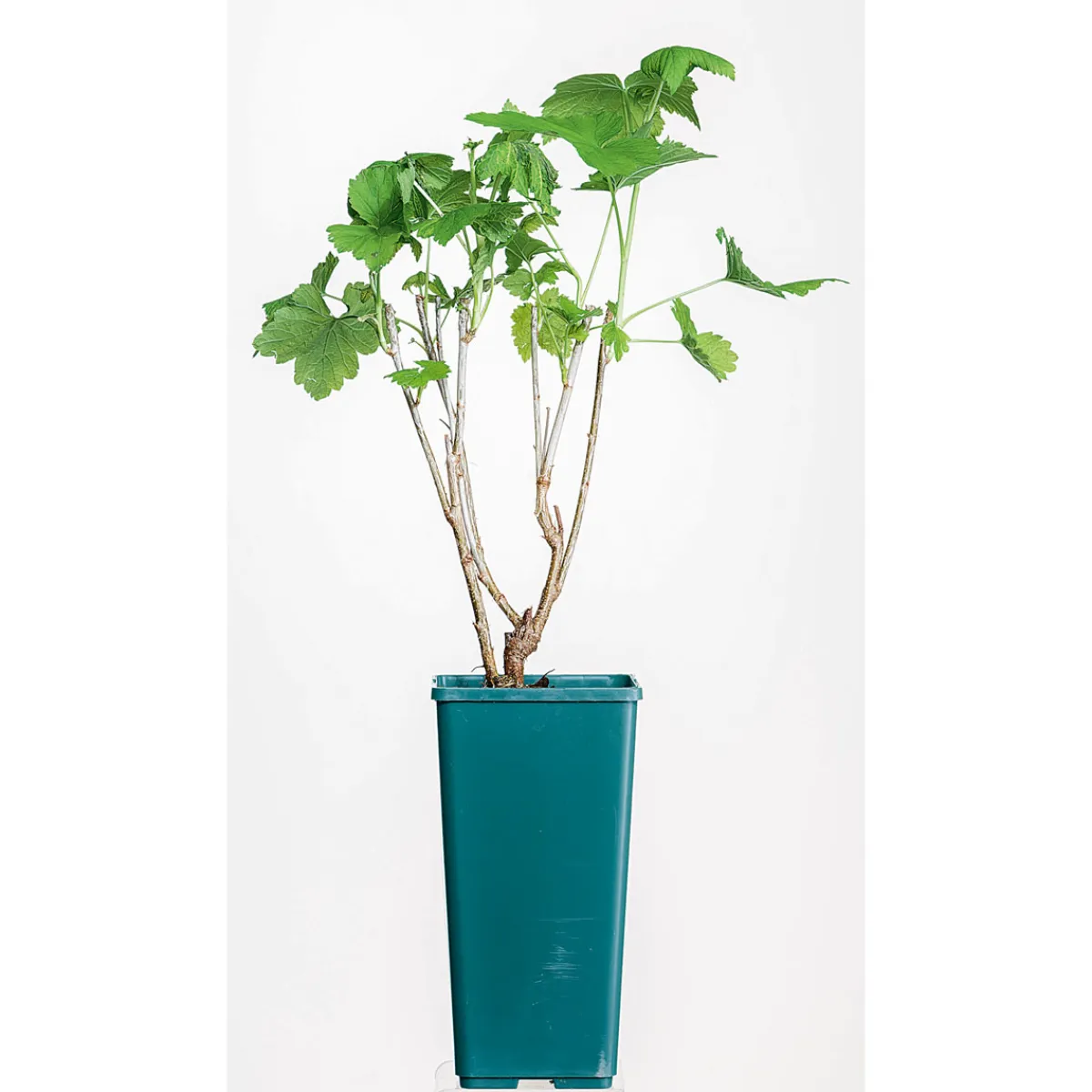 Johannisbeerstrauch schwarz Topf Durchmesser 17 cm*Plantiflor Discount