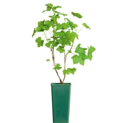 Plantiflor Johannisbeerstrauch rot im Topf Durchmesser 17 cm