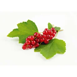 Plantiflor Johannisbeerstrauch rot im Topf Durchmesser 17 cm