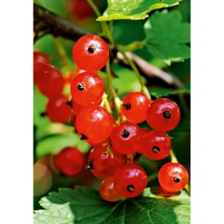 Plantiflor Johannisbeerstrauch rot im Topf Durchmesser 17 cm