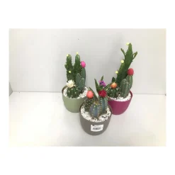 Plantiflor Kakteen mit geklebten Blüten Eiförmiger Topf verschiedene Sorten T14