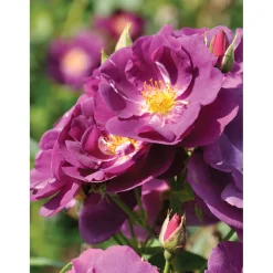 Kletterrose „Lila“, Topf Ø 23 cm*Plantiflor Online