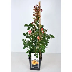 Kletterrose „Orange“, Topf Ø 23 cm^Plantiflor Clearance