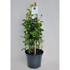 Kletterrose weiß Topf 23 cm*Plantiflor Online